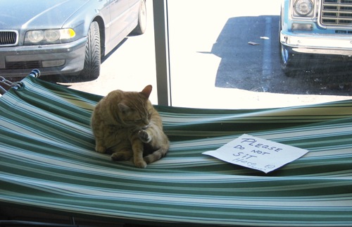 this cat doesn't worry about its obligations.