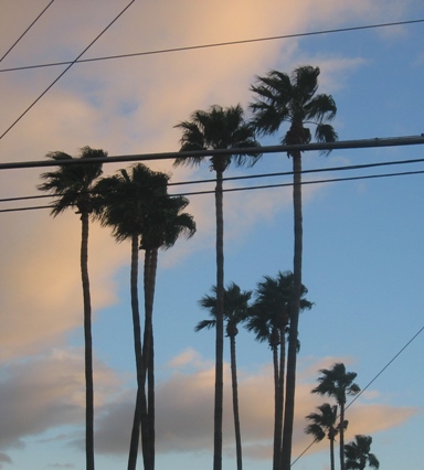 Palm trees at sunset.