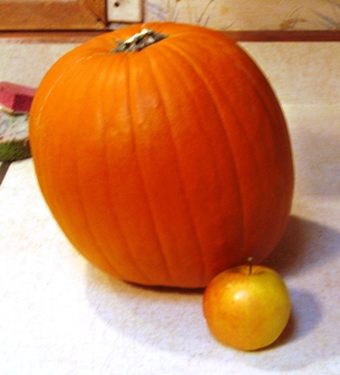 Fall fruits - pumpkin and apple.